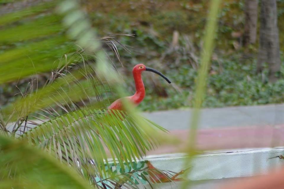 Pousada Maramazon São Luís المظهر الخارجي الصورة